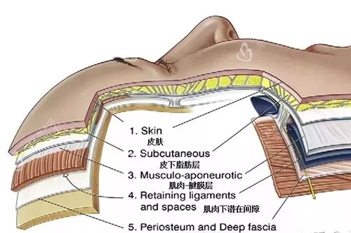 面部皮肤层次图 面部皮肤层次图