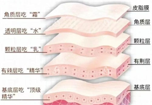 皮肤层次吸收情况