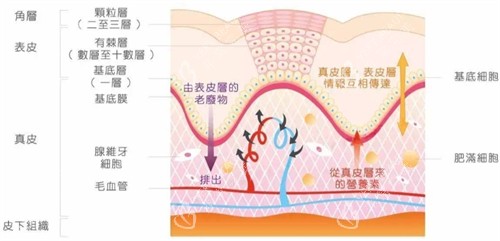 皮肤层次简介图解 皮肤层次简介图解