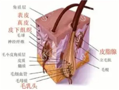 皮肤层次有哪些 皮肤层次有哪些