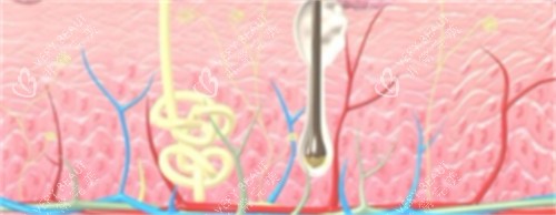 皮肤层次 皮肤层次