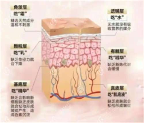 不同皮肤层次需要的营养 不同皮肤层次需要的营养