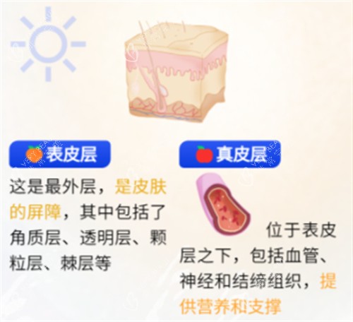 不同皮肤层次功效