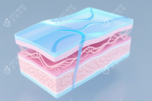 皮肤层次示意图 皮肤层次示意图