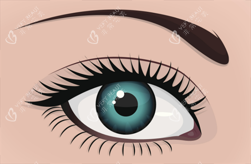 双眼皮形态 双眼皮形态