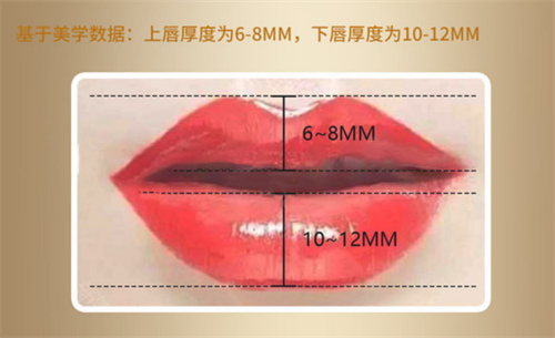 唇部比例图示