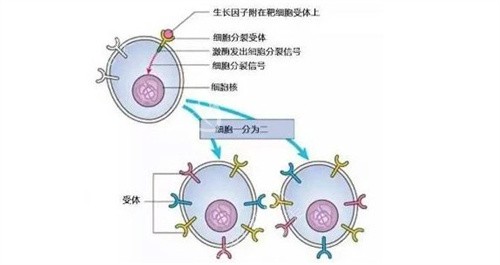 生長因子分子結(jié)構(gòu)示意圖