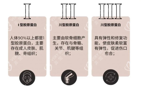 胶原蛋白一型和三型差异