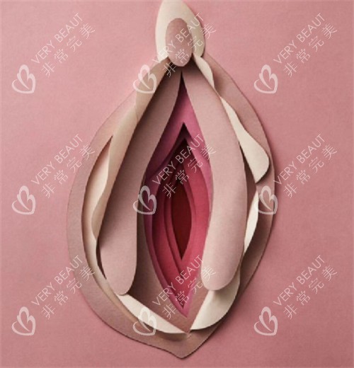 女性私密部位美觀的樣子圖片