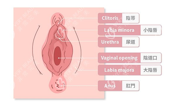 女性私密处介绍图片 女性私密处介绍图片