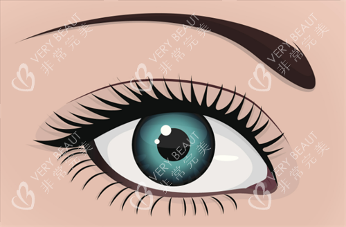 双眼皮形态 双眼皮形态