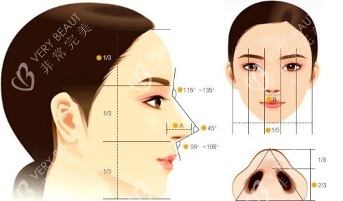 鼻子结构示意图