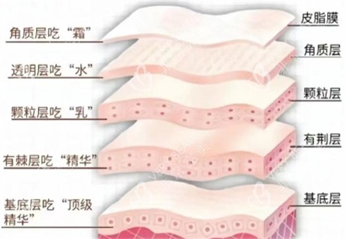 皮肤层次吸收情况