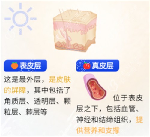 不同皮肤层次功效 不同皮肤层次功效