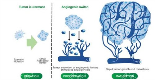 生长因子的繁殖过程 生长因子的繁殖过程
