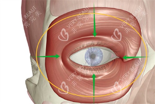眼周筋膜提升肌肉分布图
